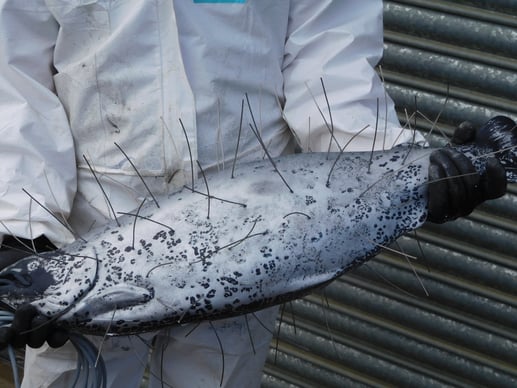 ACE AQUATEC, electric fish 